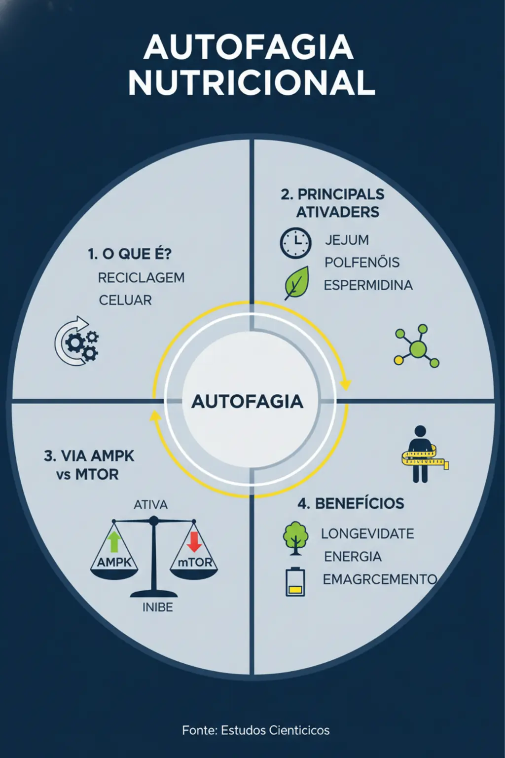 Nutrição para Modulação da Autofagia e Renovação Celular 1 Infográfico da receita